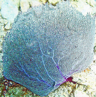 Sea Fan Coral Of course you cannot touch it or you will kill it, but it looks just like soft lace that could be blowing in the wind.
https://www.youtube.com/watch?v=BSgzn3MabyI Fall,Geotagged,Gorgonia ventalina,Saint John,U.S. Virgin Islands,sea fan,trunk bay