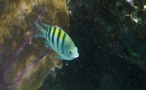 Sergeant Major Those bright yellow and black fish can turn blue. Abudefduf saxatilis,Fall,Geotagged,Sergeant Major,St. John,Trunk Bay,U.S. Virgin Islands,damselfish