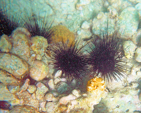Long spined sea urchin Sea urchins play a major role in the reef building process. They eat algea, scraping it off the rocks making it possible for corals to find a solid substrait to attach to. Where urchins are absent, so is seems, are corals. In the mid-80's a blight killed off about 90% of the population. This could be another reason for the loss of new coral growth. Diadema antillarum,Fall,Geotagged,Long-spined Sea Urchin,U.S. Virgin Islands