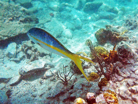 Yellowtail Snapper            Fall,Geotagged,Ocyurus chrysurus,St. John,Trunk Bay,U.S. Virgin Islands,Yellowtail snapper