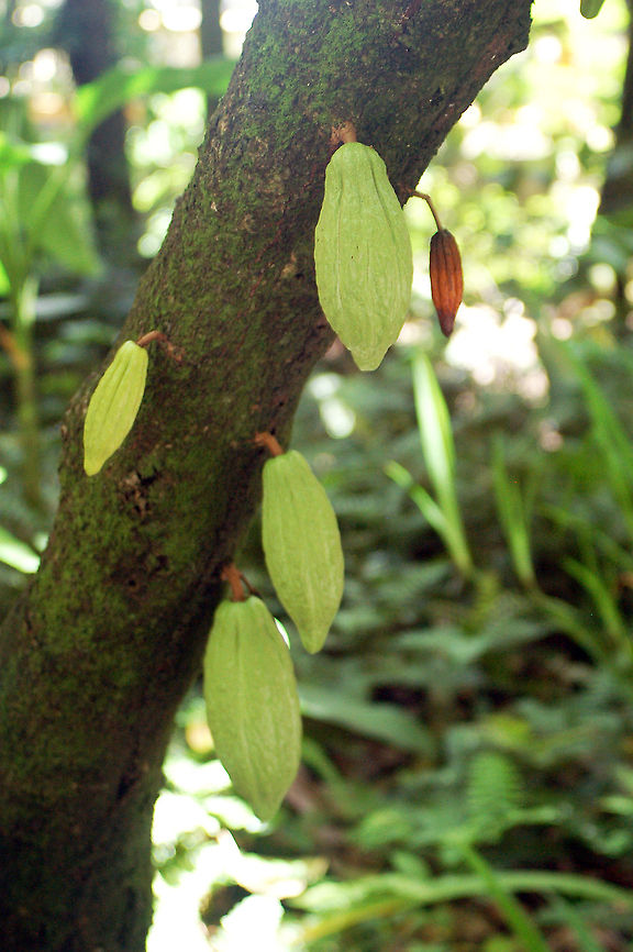 Cacao bean pods  Ripe fruit example:<br />
<figure class="photo"><a href="https://www.jungledragon.com/image/22741/cacao_ripe.html" title="Cacao (ripe)"><img src="https://s3.amazonaws.com/media.jungledragon.com/images/1780/22741_thumb.jpg?AWSAccessKeyId=05GMT0V3GWVNE7GGM1R2&Expires=1770854410&Signature=s7e0%2F4TYe2VpZ1vIKPi8fIphLHQ%3D" width="102" height="152" alt="Cacao (ripe) Mexico dates cacao's preparation by pre-Olmec peoples as early as 1750 BC. On the Pacific coast of Chiapas, Mexico, a Mokaya archaeological site provides evidence of cacao beverages dating even earlier, to 1900 BC.<br />
<br />
(and I have been a chocaholic since then) Geotagged,Saint Lucia,Theobroma cacao" /></a></figure> Geotagged,Saint Lucia,Theobroma Cacao
