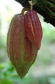 Cacao (ripe) Mexico dates cacao's preparation by pre-Olmec peoples as early as 1750 BC. On the Pacific coast of Chiapas, Mexico, a Mokaya archaeological site provides evidence of cacao beverages dating even earlier, to 1900 BC.

(and I have been a chocaholic since then) Geotagged,Saint Lucia,Theobroma cacao