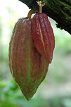 Cacao (ripe) Mexico dates cacao's preparation by pre-Olmec peoples as early as 1750 BC. On the Pacific coast of Chiapas, Mexico, a Mokaya archaeological site provides evidence of cacao beverages dating even earlier, to 1900 BC.<br />
<br />
(and I have been a chocaholic since then) Geotagged,Saint Lucia,Theobroma cacao