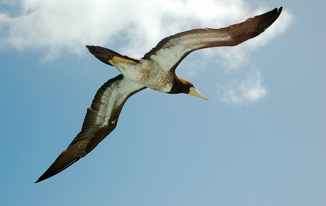 Brown booby The Youtube video below refers to it as a yellow-footed booby which is a misnomer because there is no species with this name (that I can find), but the video itself is interesting.<br />
<br />
<section class="video"><iframe width="448" height="282" src="https://www.youtube-nocookie.com/embed/qNv3FM2o1_A?hd=1&autoplay=0&rel=0" frameborder="0" allowfullscreen></iframe></section><br />
<br />
 Brown Booby,Caribbean Sea,Fall,Geotagged,Sula leucogaster,U.S. Virgin Islands