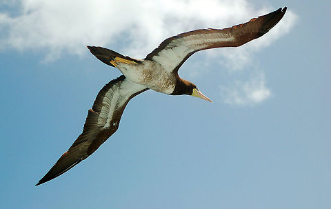 Brown booby The Youtube video below refers to it as a yellow-footed booby which is a misnomer because there is no species with this name (that I can find), but the video itself is interesting.

http://www.youtube.com/watch?v=qNv3FM2o1_A

 Brown Booby,Caribbean Sea,Fall,Geotagged,Sula leucogaster,U.S. Virgin Islands