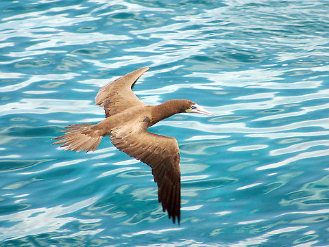 Brown booby (female) Normally the booby flies with its tail straight and tapered. This one has its tail fanned which is throwing me a bit off, but in all other respects it is a female booby...unless someone has another suggestion. Perhaps she is using her tail to slow down. Brown Booby,Brown booby,Fall,Geotagged,Sula leucogaster,U.S. Virgin Islands