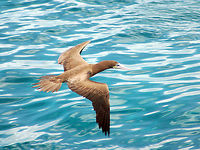 Brown booby (female) Normally the booby flies with its tail straight and tapered. This one has its tail fanned which is throwing me a bit off, but in all other respects it is a female booby...unless someone has another suggestion. Perhaps she is using her tail to slow down. Brown Booby,Brown booby,Fall,Geotagged,Sula leucogaster,U.S. Virgin Islands