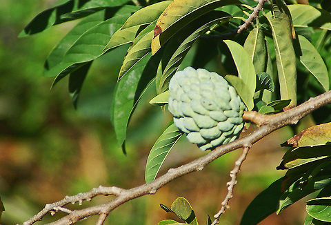 Annona squamosa