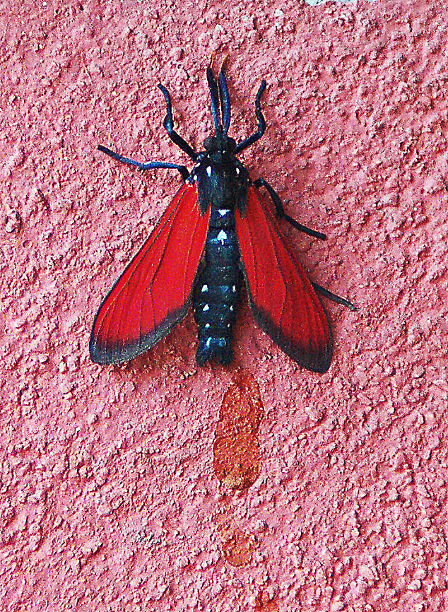 Spotted Oleander Caterpillar Moth  Empyreuma pugione,Geotagged,Sint Maarten,Spotted Oleander Caterpillar Moth