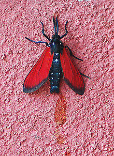 Spotted Oleander Caterpillar Moth