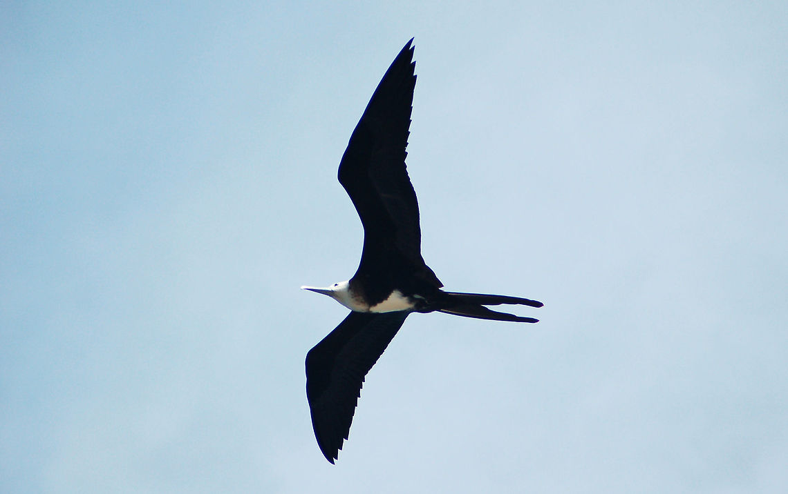 Juvenile Magnificent Frigatebird Magnificent frigatebirds are birds of the open ocean. Although their nests are on coastal areas, these birds are in flight for a majority of the time. Often they fly long distances over open water far from land. Their wings are so large that flying is nearly effortless. They take advantage of updrafts and can glide for long distances without beating their wings. They use their long, forked tails for maneuvering. They are one of the only birds with the ability to ride out a hurricane&#039;s strong winds. <br />
<br />
Frigatebirds never land on water, and always take their food items in flight. They spend days and nights on the wing, with an average ground speed of 10 km/h (6.2 mph), covering up to 223 km (139 mi) before landing. <br />
<br />
(The only other bird known to spend days and nights on the wing is the common swift).<br />
<br />
Listen to their sound<br />
<a href="http://ibc.lynxeds.com/video/magnificent-frigatebird-fregata-magnificens/male-displaying-nest" rel="nofollow">http://ibc.lynxeds.com/video/magnificent-frigatebird-fregata-magnificens/male-displaying-nest</a> Fregata magnificens,Geotagged,Magnificent Frigatebird,Saint Martin,Sint Maarten