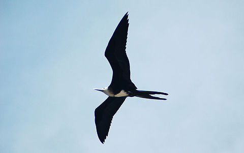 Juvenile Magnificent Frigatebird Magnificent frigatebirds are birds of the open ocean. Although their nests are on coastal areas, these birds are in flight for a majority of the time. Often they fly long distances over open water far from land. Their wings are so large that flying is nearly effortless. They take advantage of updrafts and can glide for long distances without beating their wings. They use their long, forked tails for maneuvering. They are one of the only birds with the ability to ride out a hurricane's strong winds. 

Frigatebirds never land on water, and always take their food items in flight. They spend days and nights on the wing, with an average ground speed of 10 km/h (6.2 mph), covering up to 223 km (139 mi) before landing. 

(The only other bird known to spend days and nights on the wing is the common swift).

Listen to their sound
http://ibc.lynxeds.com/video/magnificent-frigatebird-fregata-magnificens/male-displaying-nest Fregata magnificens,Geotagged,Magnificent Frigatebird,Saint Martin,Sint Maarten