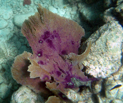 Sea Fan coral            Fall,Geotagged,Gorgonia ventalina,Sea fan coral,St. John,Trunk Bay,U.S. Virgin Islands