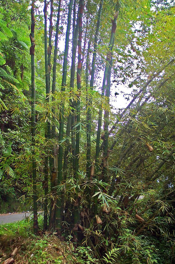 Giant Bamboo Giant bamboos are the largest members of the grass family. Bamboos are some of the fastest-growing plants in the world, due to a unique rhizome-dependent system. <br />
<br />
Bamboo is the national plant of St. Lucia in the Caribbean.<br />
<br />
And for some local information: <br />
<br />
For indigestion, three yellow leaves of the bamboo are boiled with the root of jejanm, (Zingiber officinale). Bamboo shoots are eaten as a vegetable. zeb a zedjwi reportedly helps women with sore breasts or lumps on the breast.  To make a poultice for this problem mix the plant with lard, take a cabbage leaf, pass it over fire, put the mixture on it and wrap the breast.  For children with bles, pound the plant, put in a little water, squeeze it, and a little coconut oil (Coco nucifera) and salt to this water and give to the child first thing in the morning, about a teaspoonful.  An infusion of needlegrass is drunk for diabetes or, for cooling, five leaves of needlegrass and five lemon buds are drawn separately in four ounces of water.  Drink 40 ounces a day. For fevers, boil the leaves and sweeten. A tea for gas is made of three leaves of bamboo, three of koton (Gossypium barbadense), and a stem of mint.<br />
<br />
It is reported that, as a fatal poison, the bamboo prickles are put into a drink, usually beer, of the person to be destroyed.  This may explain why, at a bar in St. Lucia, a beer is always opened in front of the customer.  Antidote for this poisoning is the gwenn djin&eacute; (Cyperus rotundus).  It is also believed that possessing the seed of the bamboo gives you power to become a duppy person (malevolent person).   Bambusa vulgaris,Bambusa vulgarisGolden Bamboo,Geotagged,Saint Lucia