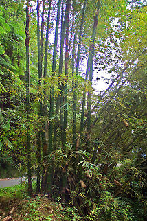 Giant Bamboo Giant bamboos are the largest members of the grass family. Bamboos are some of the fastest-growing plants in the world, due to a unique rhizome-dependent system. 

Bamboo is the national plant of St. Lucia in the Caribbean.

And for some local information: 

For indigestion, three yellow leaves of the bamboo are boiled with the root of jejanm, (Zingiber officinale). Bamboo shoots are eaten as a vegetable. zeb a zedjwi reportedly helps women with sore breasts or lumps on the breast.  To make a poultice for this problem mix the plant with lard, take a cabbage leaf, pass it over fire, put the mixture on it and wrap the breast.  For children with bles, pound the plant, put in a little water, squeeze it, and a little coconut oil (Coco nucifera) and salt to this water and give to the child first thing in the morning, about a teaspoonful.  An infusion of needlegrass is drunk for diabetes or, for cooling, five leaves of needlegrass and five lemon buds are drawn separately in four ounces of water.  Drink 40 ounces a day. For fevers, boil the leaves and sweeten. A tea for gas is made of three leaves of bamboo, three of koton (Gossypium barbadense), and a stem of mint.

It is reported that, as a fatal poison, the bamboo prickles are put into a drink, usually beer, of the person to be destroyed.  This may explain why, at a bar in St. Lucia, a beer is always opened in front of the customer.  Antidote for this poisoning is the gwenn djin&eacute; (Cyperus rotundus).  It is also believed that possessing the seed of the bamboo gives you power to become a duppy person (malevolent person).   Bambusa vulgaris,Bambusa vulgarisGolden Bamboo,Geotagged,Saint Lucia
