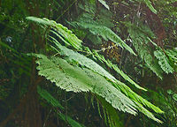 Giant fern frond I need help if anyone can identify these:<br />
http://www.jungledragon.com/image/22794/giant_ferns.html Davallia fejeensis,Geotagged,Saint Lucia,fern