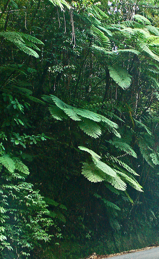 Giant Ferns  Geotagged,Saint Lucia