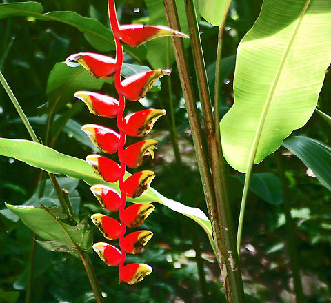 Heliconia You are not actually seeing the flowers. 

Heliconias are sometimes called "lobster claws" or "parrot flowers" because of their beak-like "bracts" which can be orange, purple, red, yellow, pink, green or a combination of these. A bract is a leaf structure at the base of a flower. 

The heliconia's flowers are tiny and found inside these bracts, which are so large and colorful that they almost hide the flowers altogether. This keeps the flower's sweet nectar tucked away so that only specialized birds can get to it. 

Some species of heliconia have upright facing flowers, and in some called hanging heliconia, the flowers dangle down from the main stem. Geotagged,Heliconia rostrata,Lobster Claw,Saint Lucia