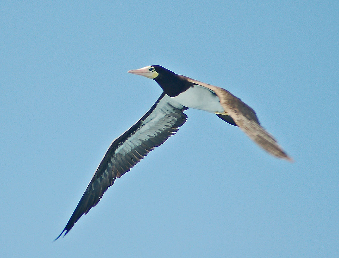 Brown booby (male) The brown booby is around half the size of the blue-footed booby and is found in the Caribbean Sea and in the Gulf Of Mexico. The brown booby breeds in a large colony on coastal islands and is known to spend the winter at sea, covering a larger area. As with other species of booby, the brown booby is incredible at diving.<br />
<br />
Usually silent, but gives a variety of quacking, grunting, and screeching calls on the breeding grounds. <br />
 Brown booby,Caribbean Sea,Fall,Geotagged,Sula leucogaster,U.S. Virgin Islands