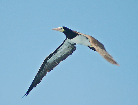 Brown booby (male) The brown booby is around half the size of the blue-footed booby and is found in the Caribbean Sea and in the Gulf Of Mexico. The brown booby breeds in a large colony on coastal islands and is known to spend the winter at sea, covering a larger area. As with other species of booby, the brown booby is incredible at diving.

Usually silent, but gives a variety of quacking, grunting, and screeching calls on the breeding grounds. 
 Brown booby,Caribbean Sea,Fall,Geotagged,Sula leucogaster,U.S. Virgin Islands