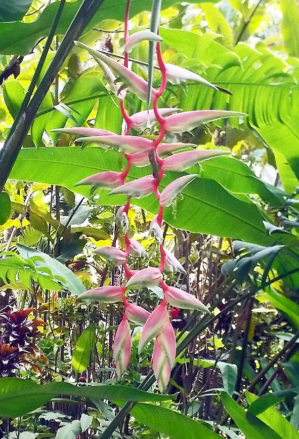 Heliconia Sexy Pink Heliconia chartacea is a herbaceous plant, with paired large oblong leaves like those of the banana. It can grow to 7&ndash;8 m in height, and plants can form large clumps with age. <br />
<br />
The bright pink color of the flower bracts is rare among heliconias, making it very easy to identify. The conspicuous pink part of the large and showy hanging inflorescences is actually the waxy bracts, , with the small green true flowers half-hidden inside. It has blue-black fruits that contain 3 very hard seeds, which are capable of extended dormancy in the soil.  Geotagged,Heliconia chartacea,Saint Lucia
