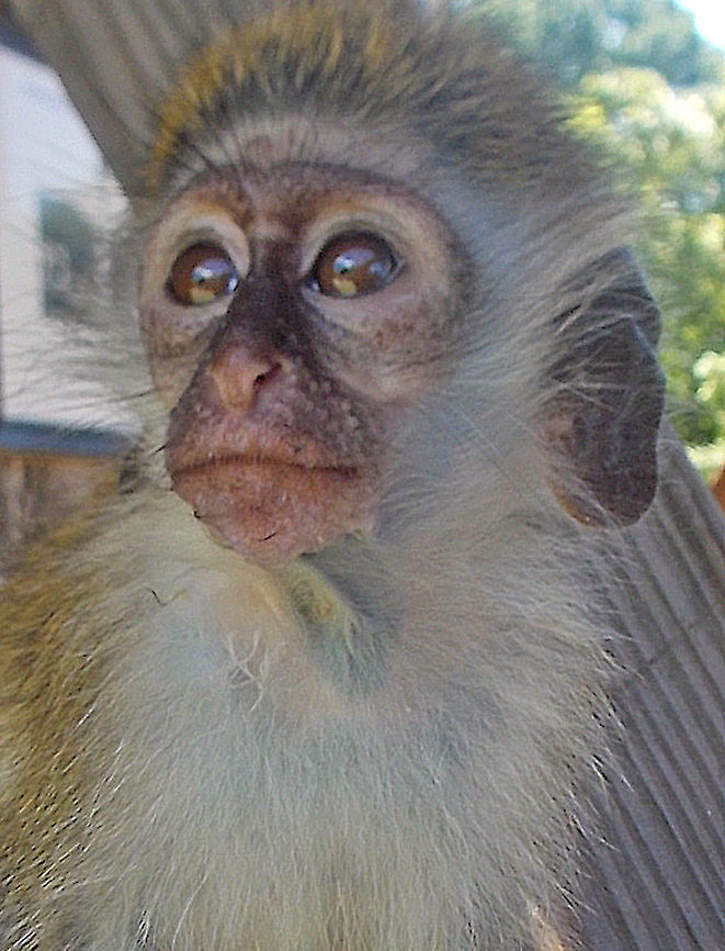 Vervet Another invasive species (unfortunately). This one is in St. Kitts (Caribbean). <br />
<br />
In previous centuries, a number of them were taken as pets by slavers, and were transported across the Atlantic Ocean to the Caribbean islands, along with the enslaved Africans. The monkeys subsequently escaped or were released and became naturalized. The descendents of those populations are found on the West Indian islands of Barbados, Saint Kitts, Nevis, Anguilla, and Sint Maarten.<br />
<br />
In the Caribbean islands, interactions between humans and monkeys are sometimes problematic. Farmers complain about the monkeys damaging their crops, and many try to find ways to keep them at bay. Chlorocebus pygerythrus,Geotagged,Saint Kitts and Nevis,Vervet monkey