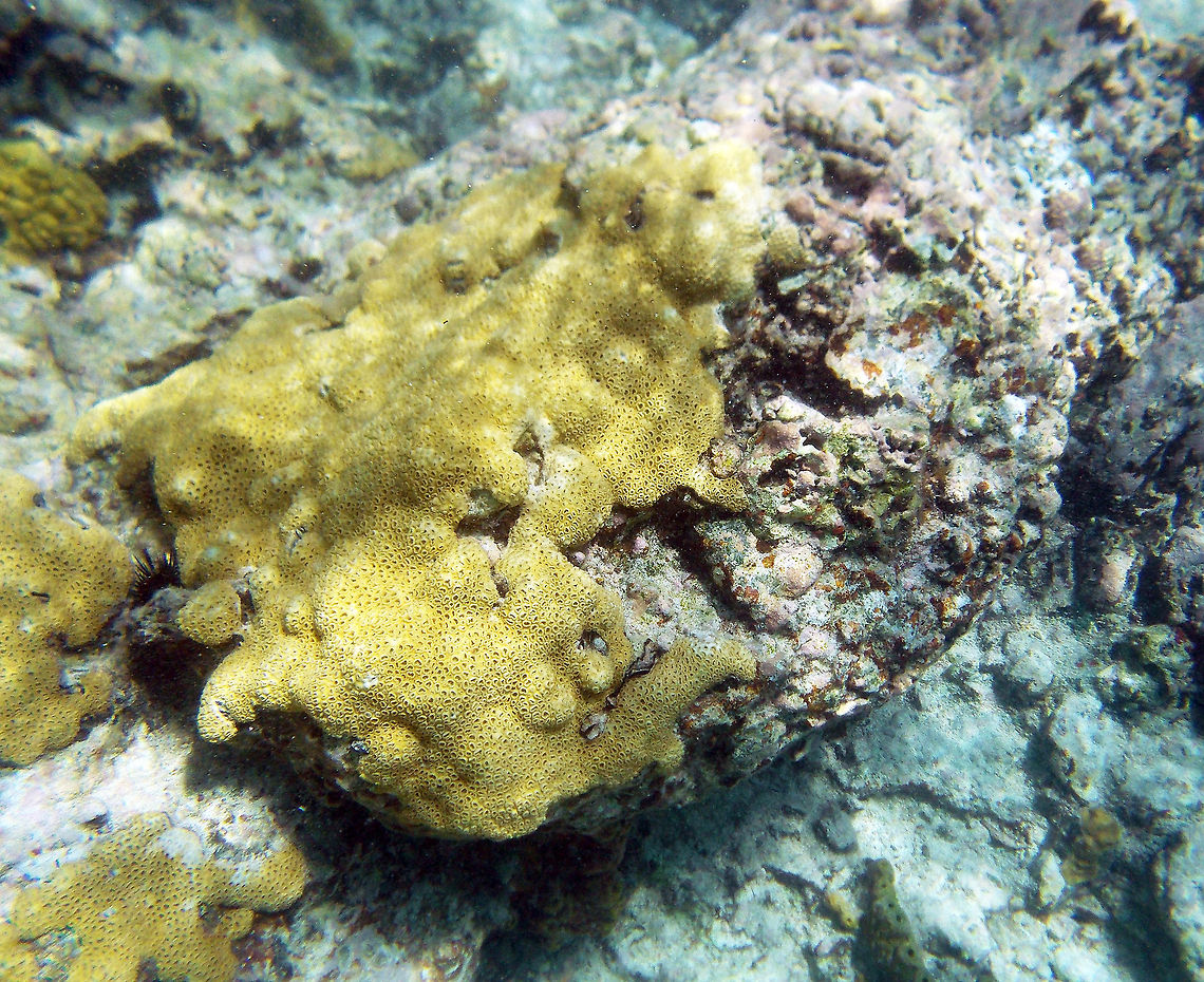 Massive Starlet Coral Forming rounded heads or boulders up to 4 feet (1.2 m) or more in diameter, the surface of the massive starlet coral is covered with round, pitted corallites. These light gray to golden brown uniformly colored corals inhabit shallow to moderate reefs at depths ranging from 25-45 feet (7.6-13.7 m). The massive starlet coral prefers clear water and lives in protected areas of shallow reefs. <br />
<br />
This species occurs in the Caribbean, the Gulf of Mexico, Florida (including the Florida Middle Grounds), the Bahamas, and Bermuda Fall,Geotagged,Massive starlet coral,Siderastrea siderea,U.S. Virgin Islands