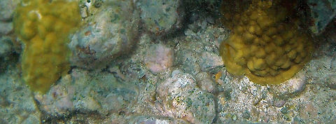 Mustard Hill Coral Forming rounded heads and domes in deeper waters, this coral occurs only in the encrusting form in shallow high water energy environments. The bright yellow or yellow-green surface appears lumpy and porous due to the closely set corallites.  Fall,Geotagged,Mustard Hill Coral,Porites astreoides,Trunk Bay,U.S. Virgin Islands