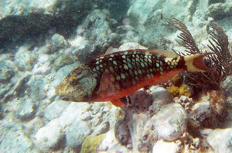Stoplight Parrotfish Sex Change and Reproduction: 

The colors of the stoplight parrotfish in the initial phase, when it could be either a male or a female, are dramatically different from those in the terminal phase, when it is definitely a male. In the initial phase, the stoplight parrotfish can rapidly change the color of the scales on its underside from red to white.[citation needed] Juveniles of both sexes are not dimorphic; following a post-settlement period, they enter their initial phase. 

The majority of juveniles are female. Once reaching sexual maturity, some individuals may enter terminal phase; these fish are always male (sometimes known as secondary males or super males) and exhibit the blue-green coloration described above. Individuals that were born as males (known as primary males) will remain males into their terminal stage. Sex changes often occur when population numbers are low, and only involve females becoming males.

Here is what the terminal stage male looks like:
http://upload.wikimedia.org/wikipedia/commons/f/f3/Stoplight-parrotfish.jpg

http://www.jungledragon.com/image/22973/stoplight_parrotfish_male.html Fall,Geotagged,Sparisoma viride,Stoplight parrotfish,Trunk Bay,U.S. Virgin Islands