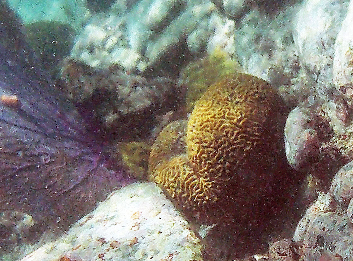 Brain Coral The lifespan of the largest brain corals is 900 years. <br />
<br />
Brain corals are found in shallow warm-water coral reefs in all the world's oceans. This species is found in tropical parts of the west Atlantic Ocean, the Gulf of Mexico, the Caribbean Sea, the southern tip of Florida, the Bahamas, Bermuda and the coasts of Central America.<br />
<br />
Each head of coral is formed by a colony of genetically identical polyps which secrete a hard skeleton of calcium carbonate; this makes them important coral reef builders.<br />
<br />
Brain corals extend their tentacles to catch food at night. During the day, they use their tentacles for protection by wrapping them over the grooves on their surface. The surface is hard and offers good protection against fish or hurricanes. <br />
<br />
To see brain coral feeding:<br />
<section class="video"><iframe width="448" height="282" src="https://www.youtube-nocookie.com/embed/gyLlXnasroY?hd=1&autoplay=0&rel=0" frameborder="0" allowfullscreen></iframe></section>   <br />
 Diploria,Diploria strigosa,Fall,Geotagged,Trunk Bay,U.S. Virgin Islands,brain coral