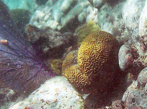 Brain Coral The lifespan of the largest brain corals is 900 years. 

Brain corals are found in shallow warm-water coral reefs in all the world's oceans. This species is found in tropical parts of the west Atlantic Ocean, the Gulf of Mexico, the Caribbean Sea, the southern tip of Florida, the Bahamas, Bermuda and the coasts of Central America.

Each head of coral is formed by a colony of genetically identical polyps which secrete a hard skeleton of calcium carbonate; this makes them important coral reef builders.

Brain corals extend their tentacles to catch food at night. During the day, they use their tentacles for protection by wrapping them over the grooves on their surface. The surface is hard and offers good protection against fish or hurricanes. 

To see brain coral feeding:
http://www.youtube.com/watch?v=gyLlXnasroY   
 Diploria,Diploria strigosa,Fall,Geotagged,Trunk Bay,U.S. Virgin Islands,brain coral