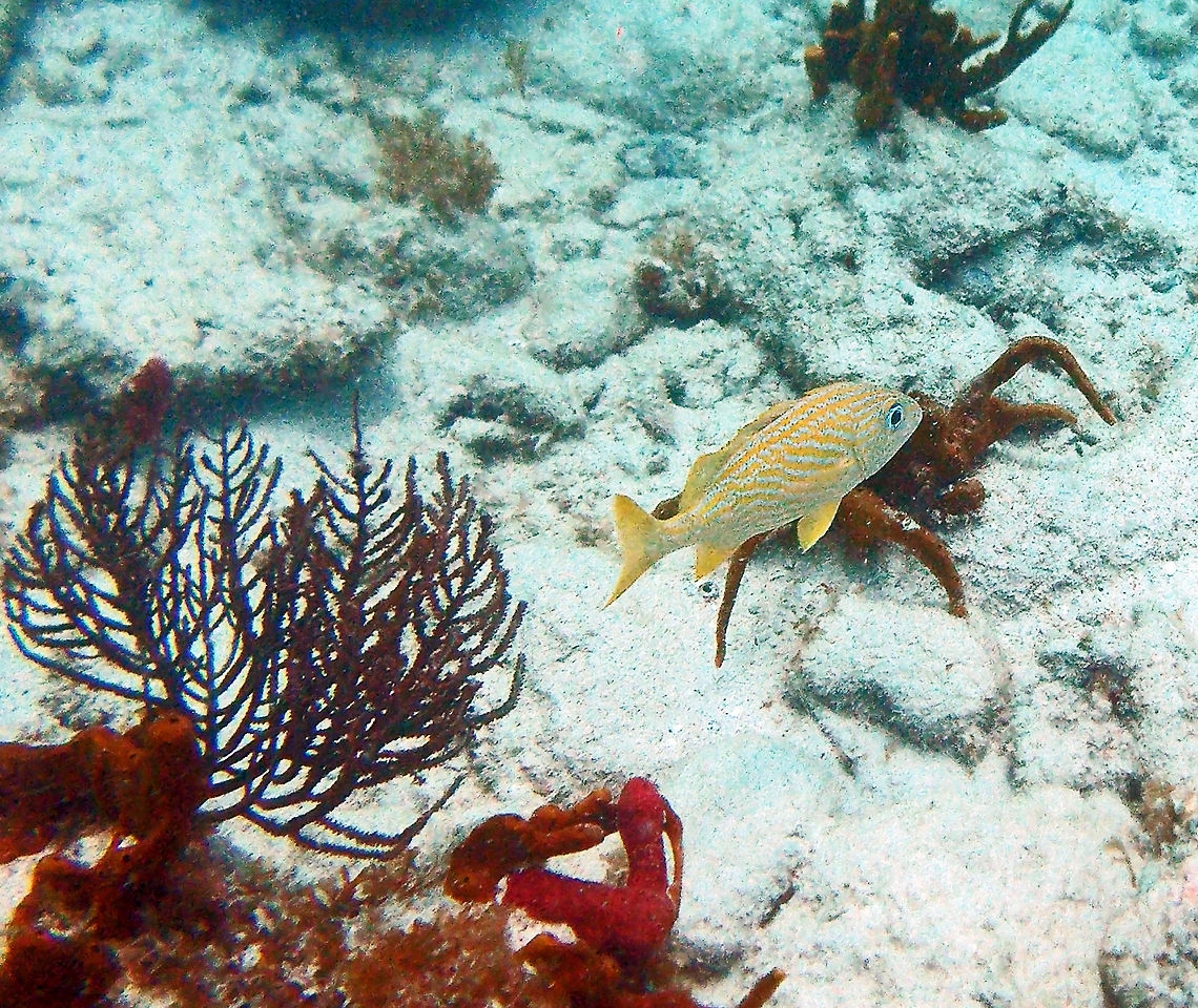 French Grunt The sounds they make when grinding their teeth earned them their common name. They use their swim bladders to amplify this sound.<br />
<br />
They feed on invertebrates, such as krill.<br />
<br />
 Fall,French Grunt,Geotagged,Trunk Bay,U.S. Virgin Islands