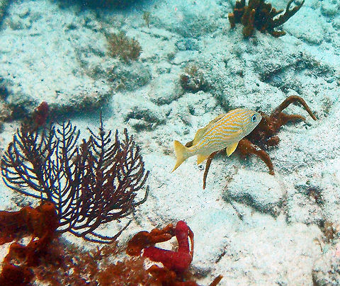 French Grunt The sounds they make when grinding their teeth earned them their common name. They use their swim bladders to amplify this sound.

They feed on invertebrates, such as krill.

 Fall,French Grunt,Geotagged,Trunk Bay,U.S. Virgin Islands