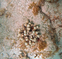Coral - Porites divaricata Branching colonies, which may cover up to 1 or 2 square metres, but usually this species is found in small clumps. The branches of this species are widely spaced and frequently divide near their tips. Branches are slender, and may be at right angles to their main stem.<br />
<br />
Colors vary from purple, yellow-brown, grey, to brown.<br />
<br />
Hard corals are the building blocks of coral reefs Fall,Finger coral,Geotagged,Porites divaricata,U.S. Virgin Islands,coral