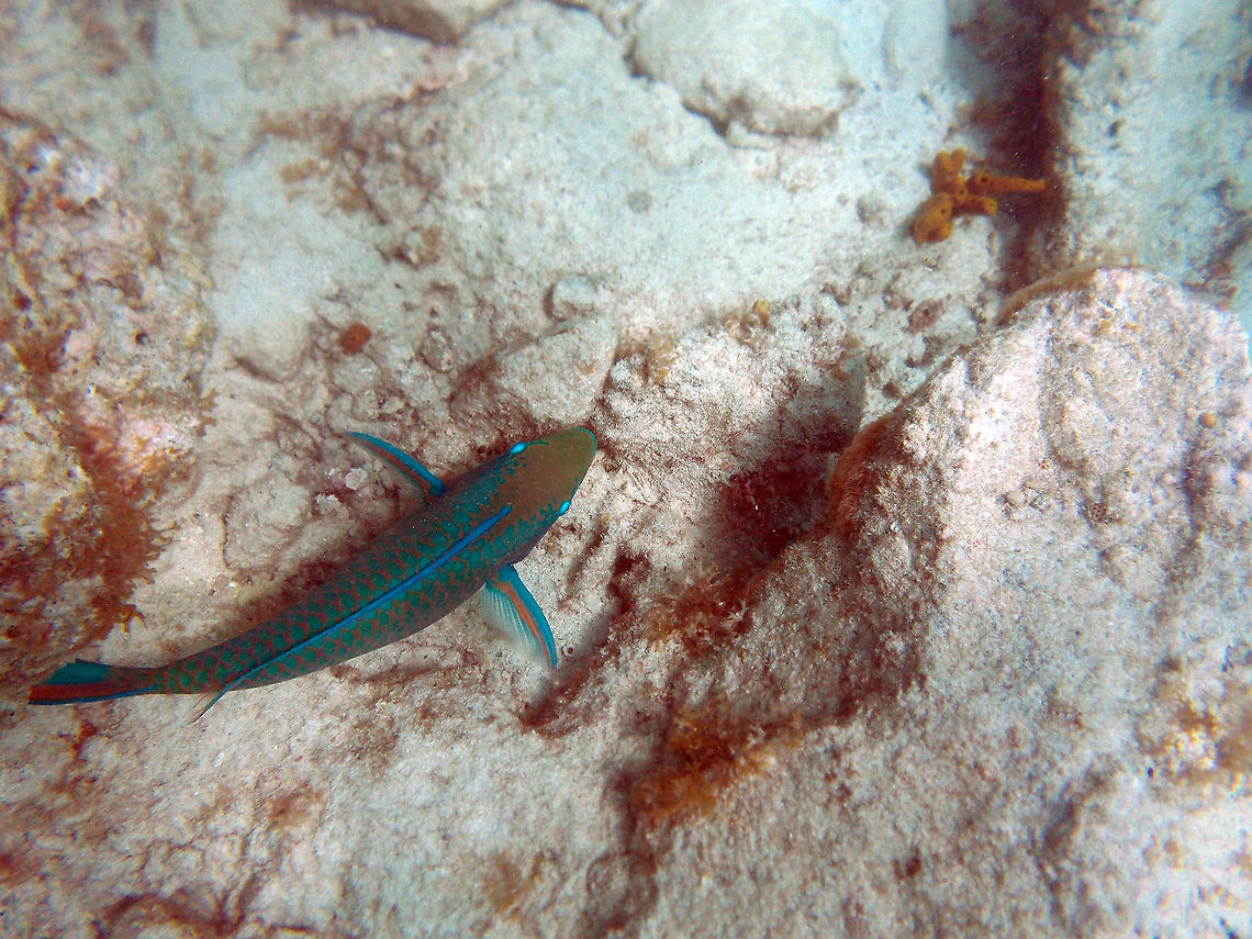 Stoplight parrotfish (male) See details of the sex change of this species by clicking on this picture below:<br />
<figure class="photo"><a href="https://www.jungledragon.com/image/22947/stoplight_parrotfish.html" title="Stoplight Parrotfish"><img src="https://s3.amazonaws.com/media.jungledragon.com/images/1780/22947_thumb.jpg?AWSAccessKeyId=05GMT0V3GWVNE7GGM1R2&Expires=1759968010&Signature=k3Xs51C9NoWys4AjyIV7BzGnKtg%3D" width="200" height="134" alt="Stoplight Parrotfish Sex Change and Reproduction: <br />
<br />
The colors of the stoplight parrotfish in the initial phase, when it could be either a male or a female, are dramatically different from those in the terminal phase, when it is definitely a male. In the initial phase, the stoplight parrotfish can rapidly change the color of the scales on its underside from red to white.[citation needed] Juveniles of both sexes are not dimorphic; following a post-settlement period, they enter their initial phase. <br />
<br />
The majority of juveniles are female. Once reaching sexual maturity, some individuals may enter terminal phase; these fish are always male (sometimes known as secondary males or super males) and exhibit the blue-green coloration described above. Individuals that were born as males (known as primary males) will remain males into their terminal stage. Sex changes often occur when population numbers are low, and only involve females becoming males.<br />
<br />
Here is what the terminal stage male looks like:<br />
http://upload.wikimedia.org/wikipedia/commons/f/f3/Stoplight-parrotfish.jpg<br />
<br />
http://www.jungledragon.com/image/22973/stoplight_parrotfish_male.html Fall,Geotagged,Sparisoma viride,Stoplight parrotfish,Trunk Bay,U.S. Virgin Islands" /></a></figure>           Fall,Geotagged,Sparisoma viride,Stoplight parrotfish,U.S. Virgin Islands,trunk bay