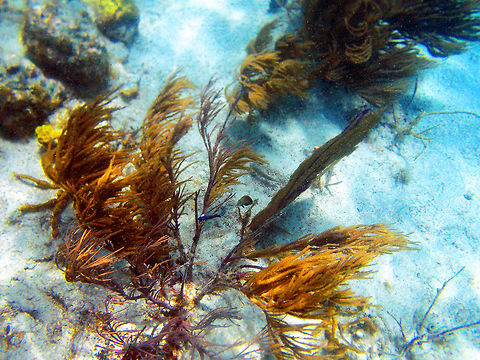 Caribbean Sea Whip Coral            Caribbean Sea Whip Coral,Fall,Geotagged,Trunk Bay,U.S. Virgin Islands
