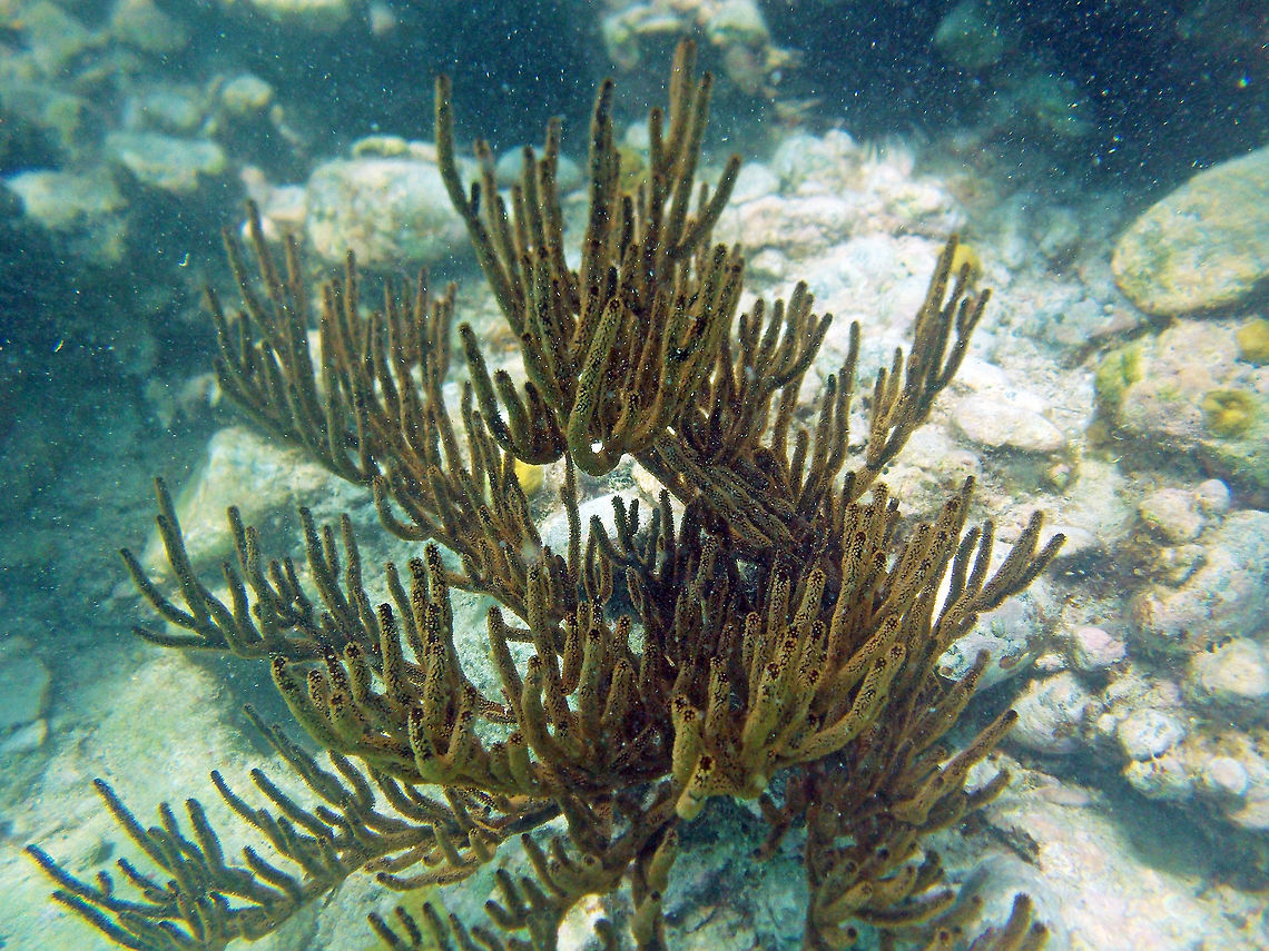Black sea rod coral The central stalk and branches are black (from where it gets its name) or dark brown and the polyps cream-colored, yellow or pale brown.<br />
<br />
It grows at depths down to about 55 metres (180 ft). There are 2 sub species. This one would be  Plexaura homomalla forma homomalla, being more abundant in shallow waters. The other,  Plexaura homomalla forma kuekenthali, is mostly in the greater depths. Fall,Geotagged,Plexaura homomalla,U.S. Virgin Islands,black sea rod,trunk bay