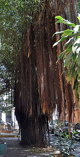 Wild Banyantree (Shortleaf fig) What you are seeing in this picture is the aerial root system of ths tree. (Ignore the large green leaves in the foreground).

Wild banyantree is an erect, evergreen to semi-deciduous shrub to tree with aerial roots, growing 40 to 50 feet tall.  

Its minute flowers have both male and female parts and are hidden, being contained in yellow or red structures (syconia) in which the flowers line the insides. They are pollinated by tiny wasps. Ficus citrifolia,Geotagged,Puerto Rico,Shortleaf Fig,banyantree