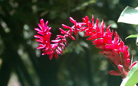 Red Ginger plant  Alpinia purpurata,Geotagged,Red Ginger,Saint Lucia