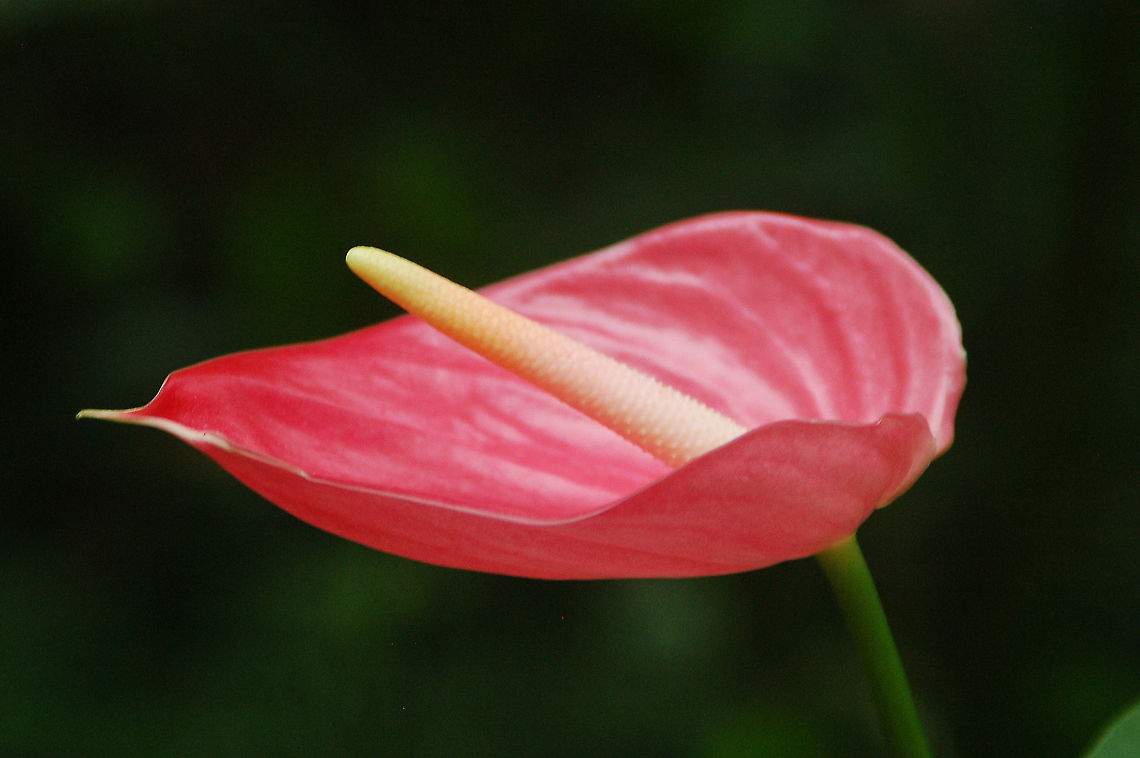 Anthirium  Anthurium andraeanum,Geotagged,Painter's Palette,Saint Lucia,anthirium