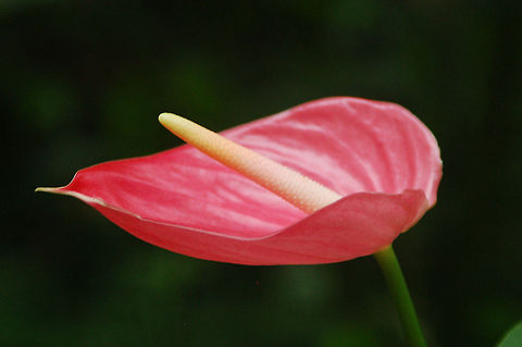 Anthirium  Anthurium andraeanum,Geotagged,Painter's Palette,Saint Lucia,anthirium