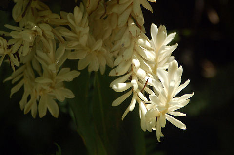 White ginger  Alpinia purpurata,Geotagged,Red Ginger,Saint Lucia,white ginger