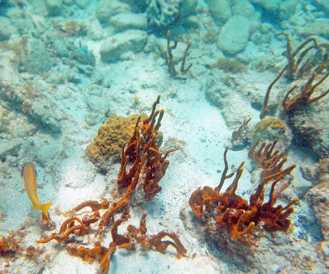 Staghorn coral            Acropora cervicornis,Fall,Geotagged,Staghorn coral,U.S. Virgin Islands,coral
