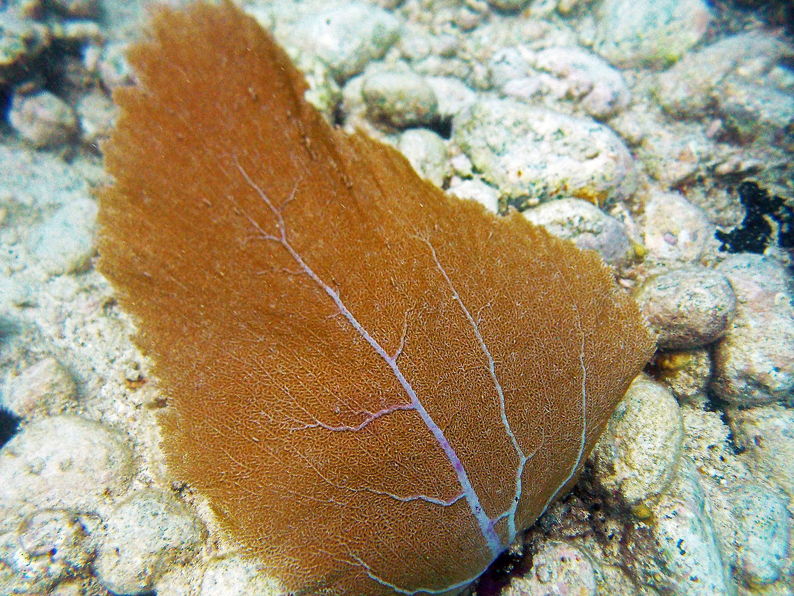 Sea Fan coral The common name is Purple sea fan. They can be Yellow or Brown in color but these colors are much rarer.   <br />
<br />
Ventalina has a unique growth style that is influenced by feeding style; because they are filter feeders their growth form allows for optimal contact between living colony tissue and water . The shape and form of a gorgonian is one that faces directly into the water flow to increase feeding rates and respiration. The orientation of a sea fan in respect to water flow is important.       Fall,Geotagged,Gorgonia ventalina,Trunk Bay,U.S. Virgin Islands,brown sea fan