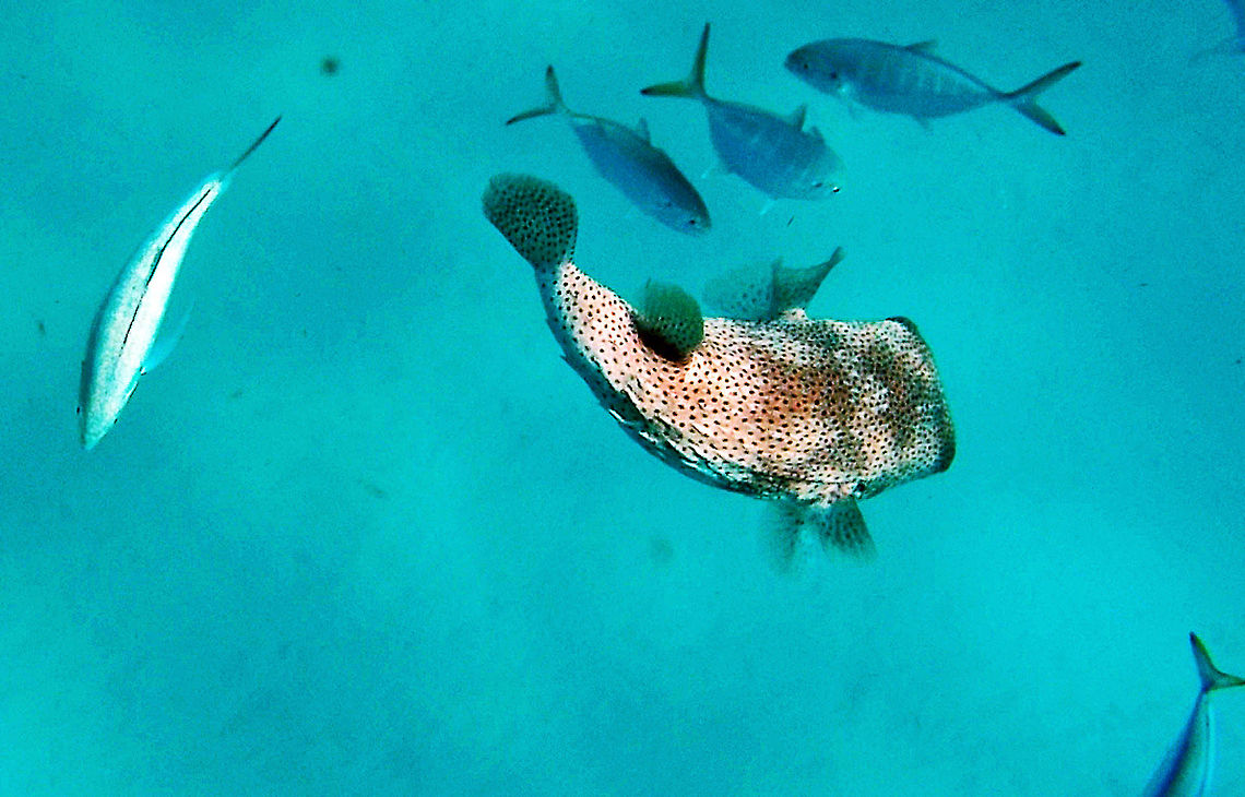 Porcupinefish The porcupinefish has a greenish-brown back and a white underside. It has small dark spots which cover its body and fins. Its distinctive spines are usually held flat to its body. However, when disturbed it is capable of inflating its body to stick out the spines for protection. Porcupinefish can grow to a maximum length of 3 feet, although they are usually found to be 1 to 2 feet. They are found mostly near cave openings and recesses in coral reefs to depths between 6 and 80 feet.<br />
Barbados,Diodon hystrix,Fall,Geotagged,porcupinefish,spot-fin porcupinefish,spotted porcupinefish