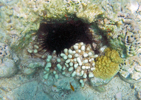 Coral reef photography We snorkeled for about 45 to 60 minutes at Trunk Bay on the island of St. John in the U.S. Virgin Islands. The amazing thing is that without any prior experience or knowledge of the life that exists around a coral reef, we were able to snap shots of many different species - sometimes getting (in this picture) 3 or 4 different species in one shot. 
http://www.jungledragon.com/image/22737/long_spined_sea_urchin.html
http://www.jungledragon.com/image/22969/coral_-_porites_divaricata.html
http://www.jungledragon.com/image/22946/mustard_hill_coral.html

I would recommend the snorkeling (and/or SCUBA which I have not yet tried) experience to everyone. It is FUN and EDUCATIONAL and expands ones photographic hobby. (And by the way, as a beginner, I used a very inexpensive camera...a Nikon Coolpix waterproof camera which came with a 16 gig memory stick...I ordered it online for about US$120).

You can see some of the different ones that I took in that short time span on the list that I have started as follows: http://www.jungledragon.com/list/263/coral_and_coral_reefs.html

      Fall,Geotagged,Trunk Bay,U.S. Virgin Islands