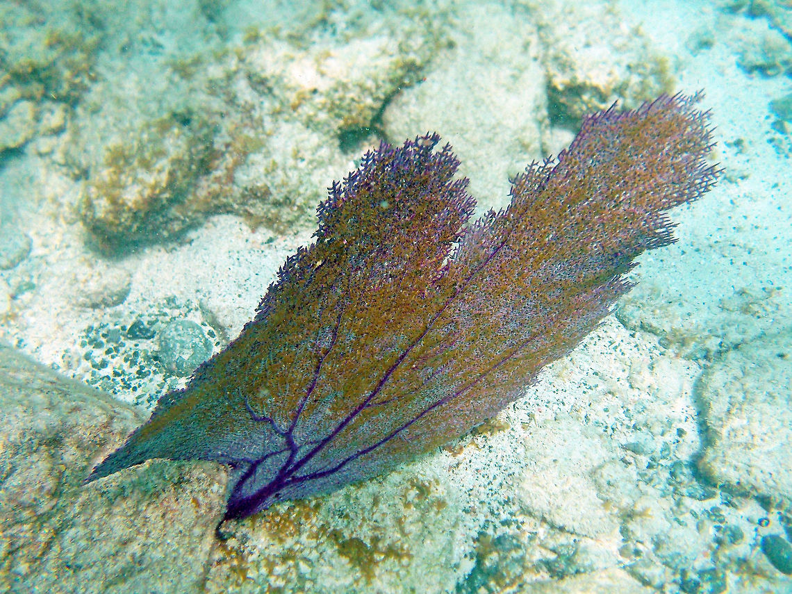 Sea fan            Fall,Geotagged,Gorgonia ventalina,Sea Fan,Trunk Bay,U.S. Virgin Islands