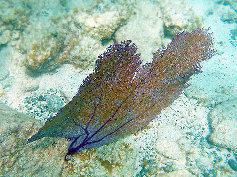 Sea fan            Fall,Geotagged,Gorgonia ventalina,Sea Fan,Trunk Bay,U.S. Virgin Islands