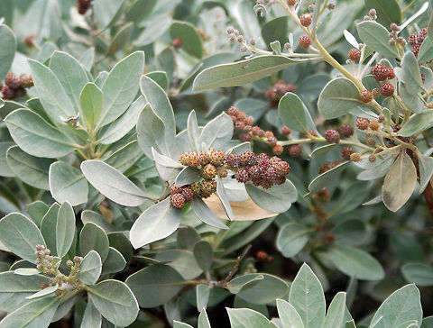 Silver Buttonwood Silver buttonwood has velvety-soft leaves dusted with silvery-gray color. Conocarpus erectus,Geotagged,Saint Martin,silver buttonwood