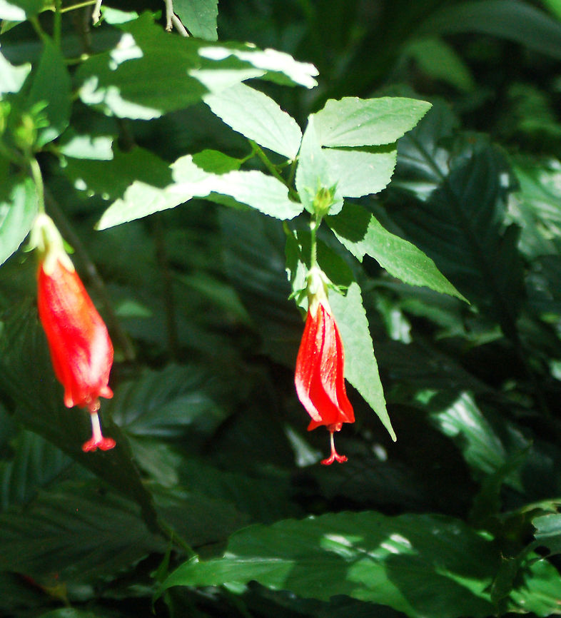 Turk's Cap Hibiscus The bright red flowers are showy and about 1 inch or more long. Its flowers do not open fully or flare back like the Hibiscus, hence the alternative moniker, 'Sleeping Hibiscus'. Geotagged,Malvaviscus arboreus,Saint Lucia,hibiscus,sleeping hibiscus,turk's cap,turk's turban